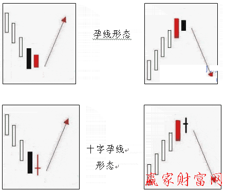 四種孕線形態(tài)